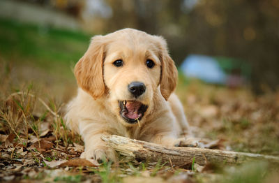 Close-up portrait of golden retriever on field