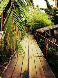 View of bamboo trees