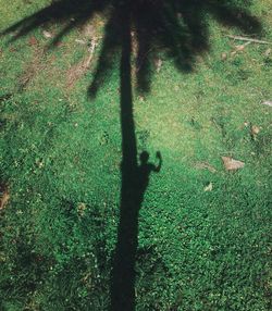 Shadow of person on tree trunk