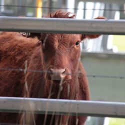 Close-up of a horse in pen