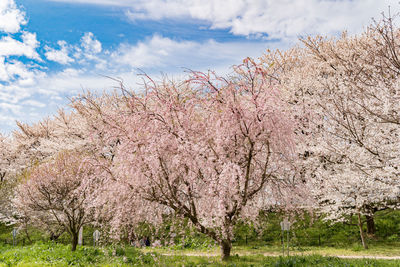 View of cherry blossom against sky