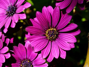 Close-up of pink cosmos blooming outdoors
