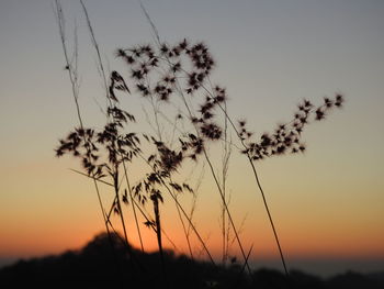 Close-up of silhouette plant against sunset sky
