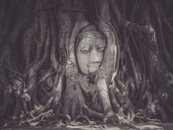 Head of buddha statue in tree