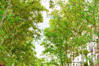 Low angle view of trees against sky