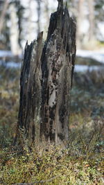 Close-up of tree stump on field