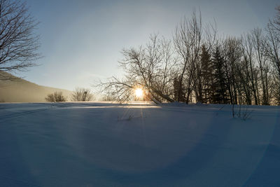 Snow covered bare trees against sky