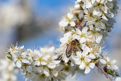 Close-up of bee on white flower