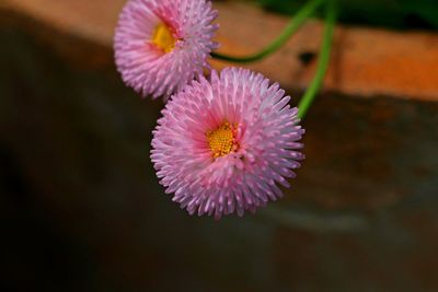 Close-up of purple flowering plant