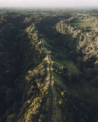 High angle view of trees on land