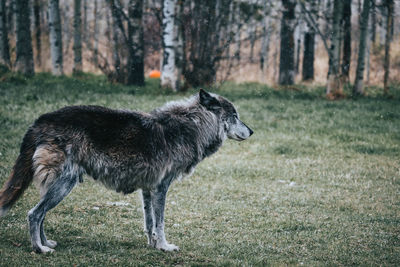 Deer standing on field