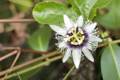 Close-up of purple flowering plant