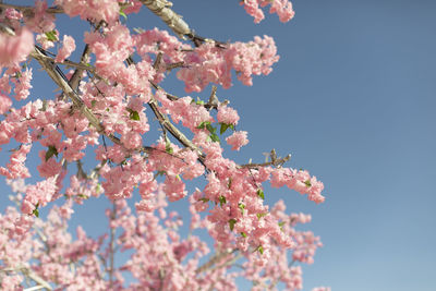 Cherry blossom branch against sky. pink flowers of plant. artificial wood in detail.