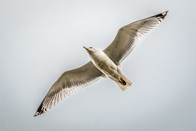 Close-up of bird flying against clear sky