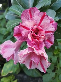 Close-up of pink rose