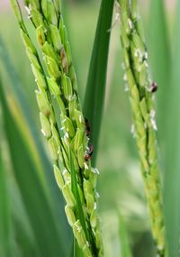 Close-up of insect on plant