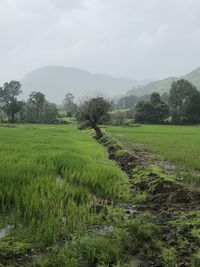 Scenic view of field against sky