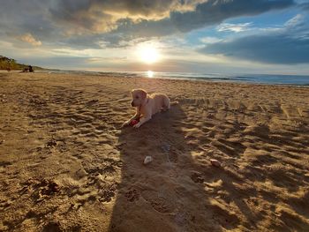 Scenic view of beach during sunset with dog