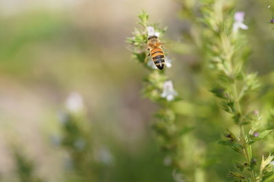 Close-up of bee pollinating flower