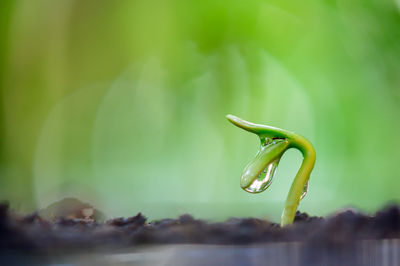 Close-up of green leaf