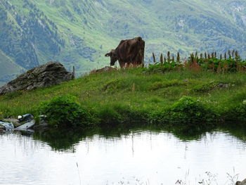 Horses in a lake