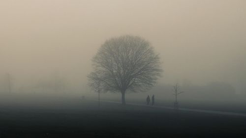 Bare tree on landscape against sky