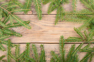 Fir branches on a wooden background with place for text. top view. copy space.