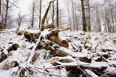 Snow covered trees on field in forest