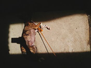 High angle view of dog sleeping on footpath during sunny day