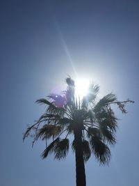 Low angle view of palm tree against clear sky