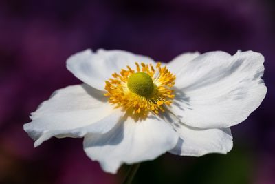 Close-up of yellow flower blooming outdoors