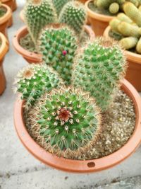 High angle view of cactus growing on potted plant