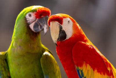 Close-up of parrot perching