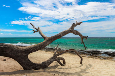 Driftwood on beach by sea against sky