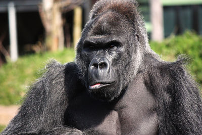 Close-up portrait of a gorilla