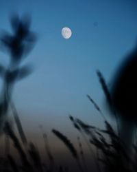 Low angle view of silhouette plants against sky at dusk