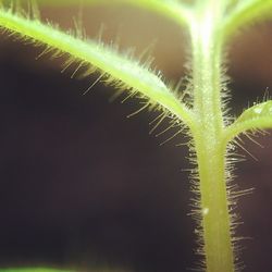 Close-up of leaves