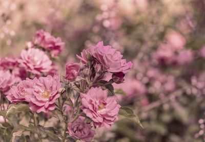 Close-up of pink flowers blooming outdoors