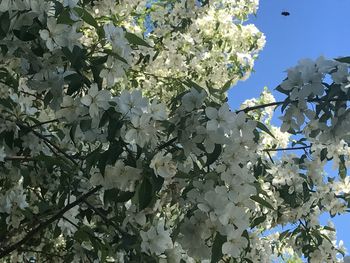 Low angle view of white flowers blooming on tree