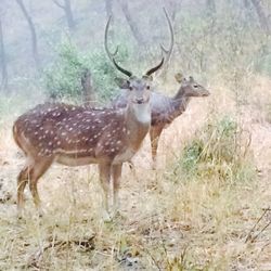 Deer in forest