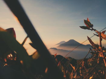 Close-up of silhouette plants against sky during sunset