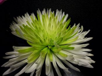 Close-up of flower against black background