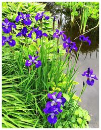 Close-up of purple flowers blooming in field