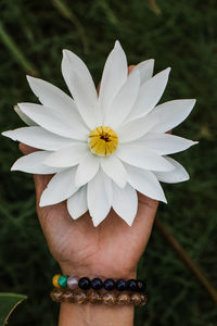 Close-up of hand holding white flowering plant