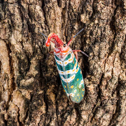 Close-up of butterfly on tree trunk