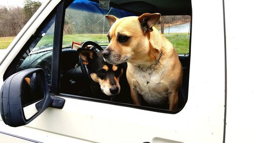 Close-up of dog sitting on car