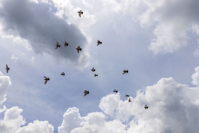 Low angle view of birds flying in sky