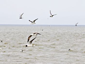 Seagulls flying over sea against clear sky