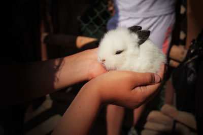 Close-up of hand holding white rabbit