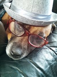 Close-up portrait of a dog